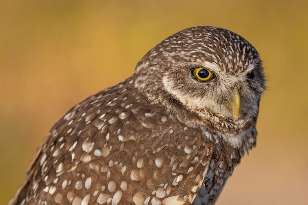 Jekyll Island Photos | Images | Georgia | GA | Pics