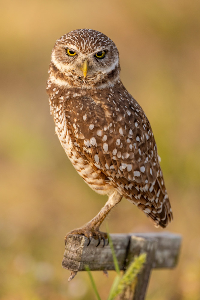 Jekyll Island Photos | Images | Georgia | GA | Pics