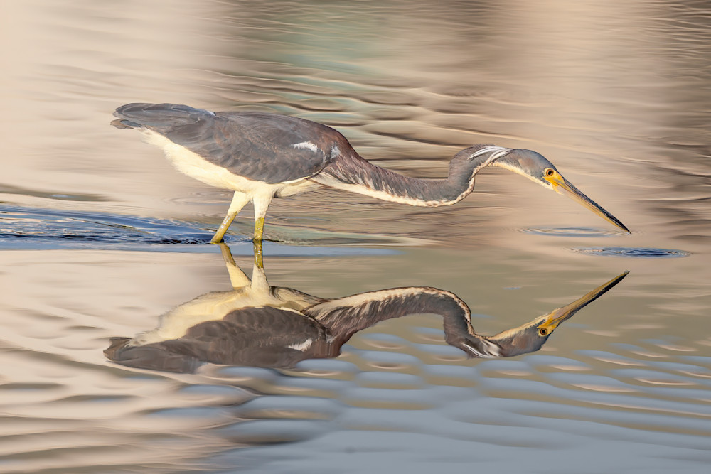 Birds| Pics | Wall Art | Images | Photos |Wallpapers| Pictures