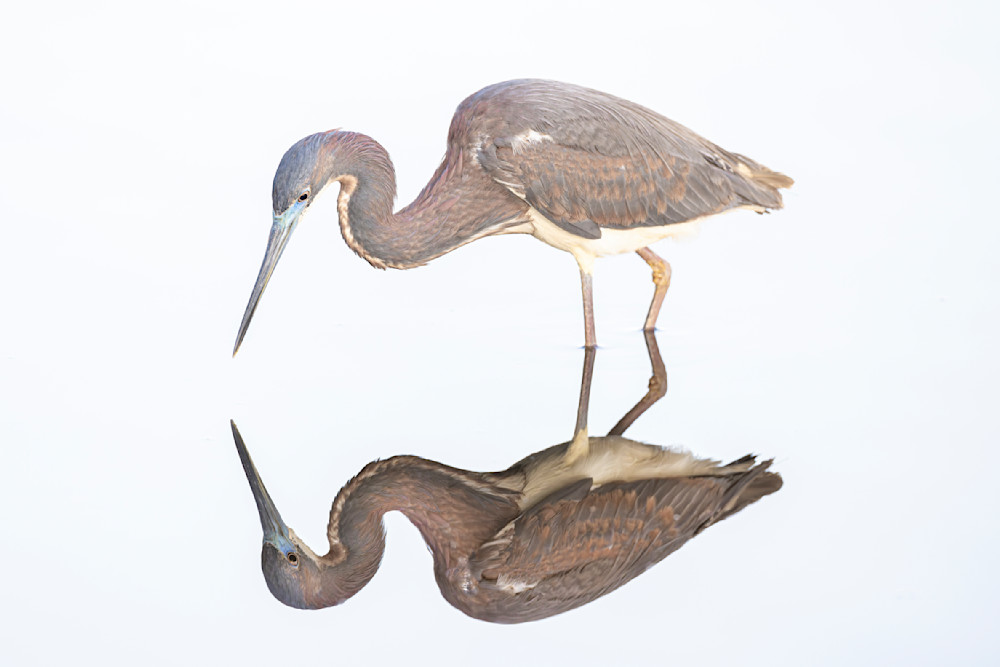 Birds| Pics | Wall Art | Images | Photos |Wallpapers| Pictures