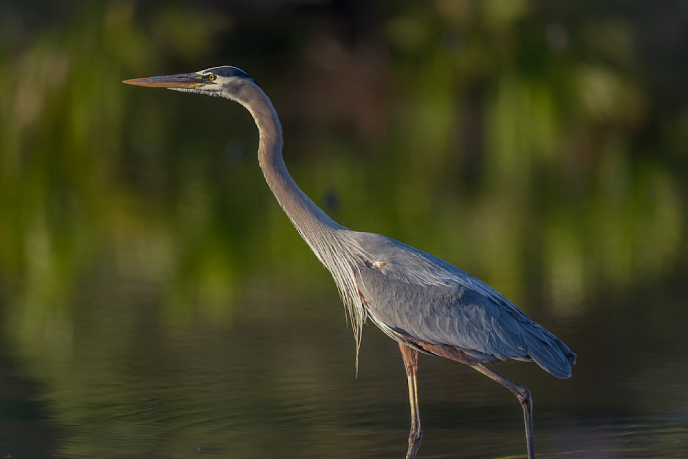 Blue Heron Birds | Wall Art | Pictures | Images | Pics |Wallpaper
