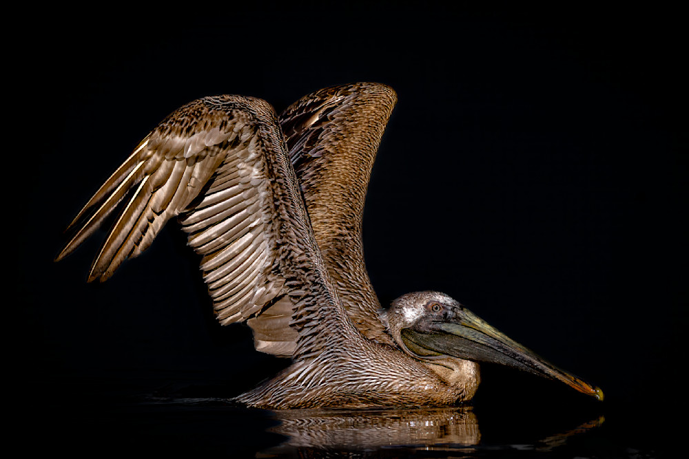 Birds| Pics | Wall Art | Images | Photos |Wallpapers| Pictures