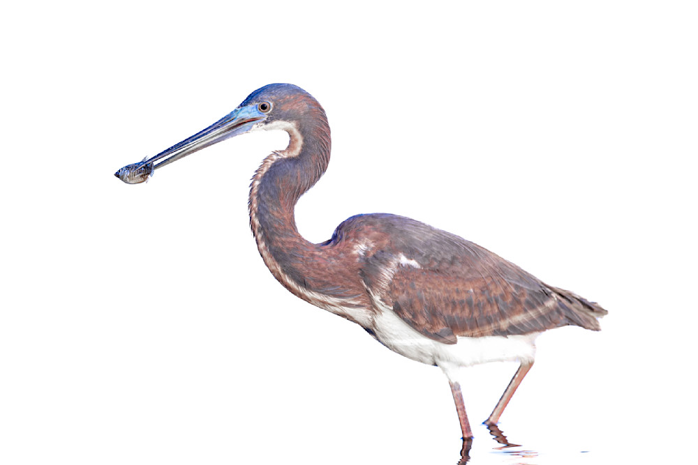 Jekyll Island Photos | Images | Georgia | GA | Pics