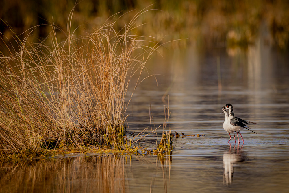 Jekyll Island Photos | Images | Georgia | GA | Pics