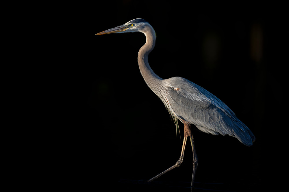 Blue Heron Birds | Wall Art | Pictures | Images | Pics |Wallpaper