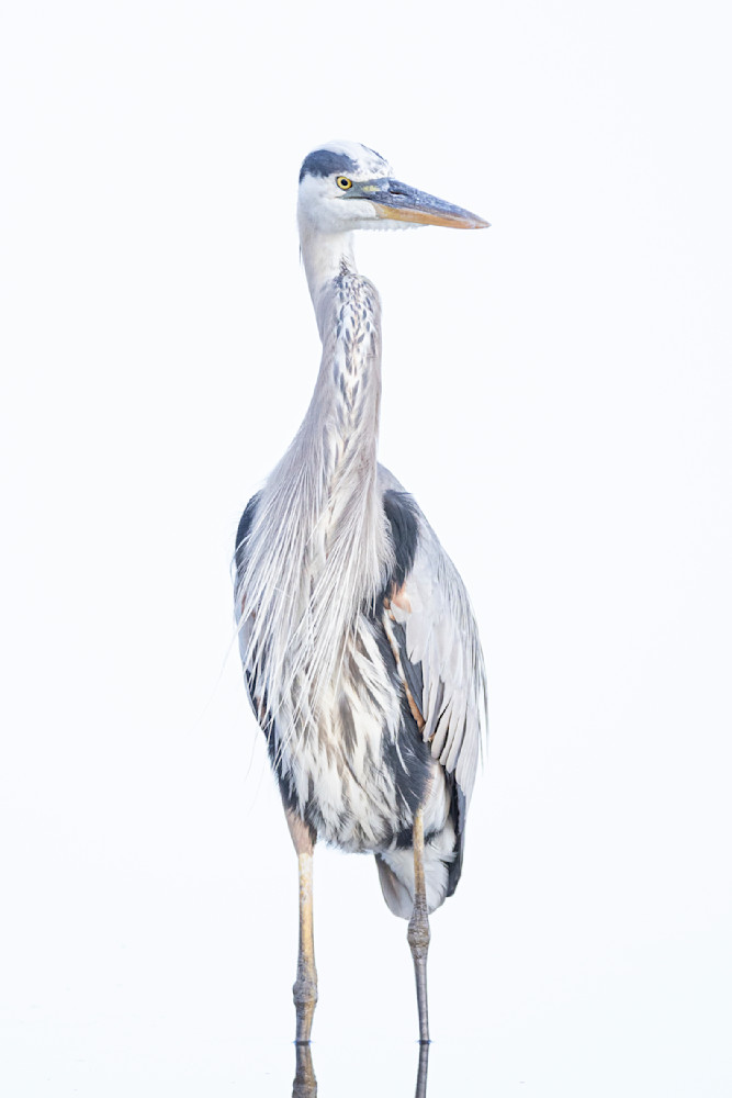 Blue Heron Birds | Wall Art | Pictures | Images | Pics |Wallpaper