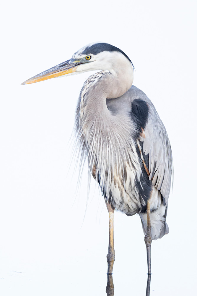 Blue Heron Birds | Wall Art | Pictures | Images | Pics |Wallpaper