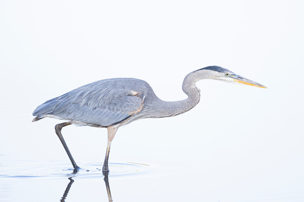 Blue Heron Birds | Wall Art | Pictures | Images | Pics |Wallpaper