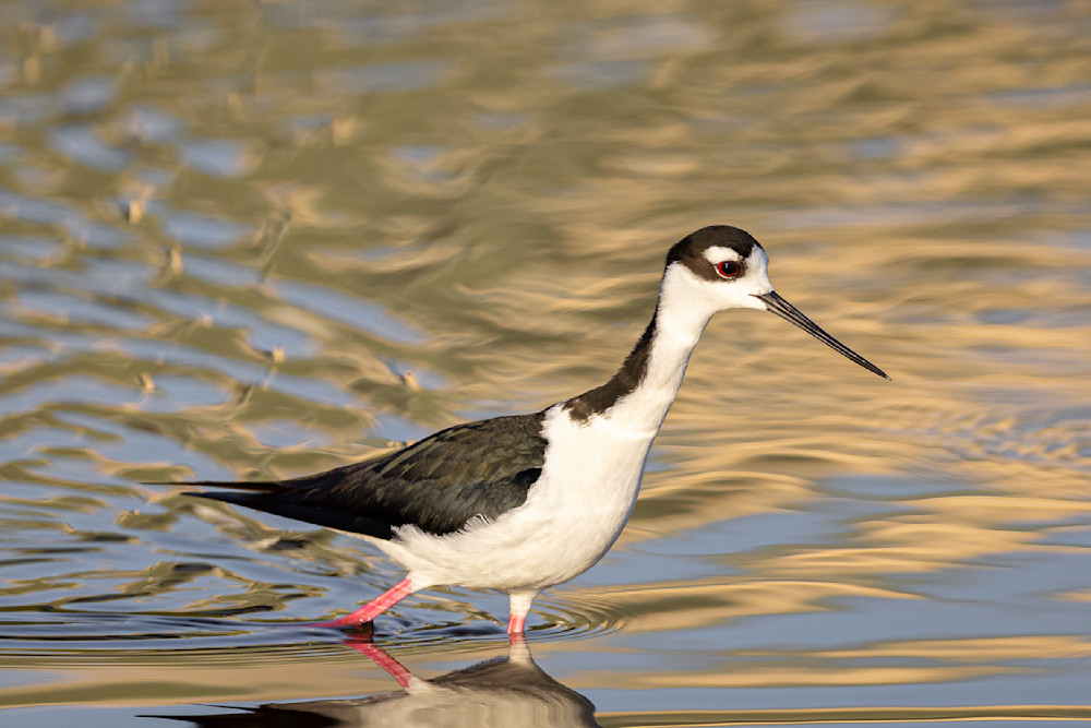 Black Necked Stilt​ Birds Dennis Goodman Photography