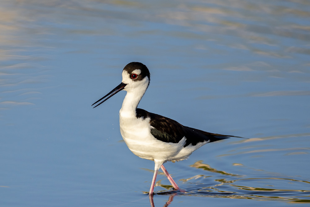 Black Necked Stilt​ Birds Dennis Goodman Photography