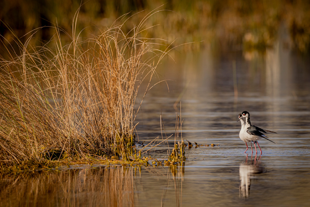 Black Necked Stilt​ Birds Dennis Goodman Photography