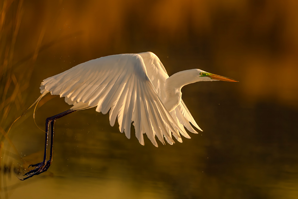 Great Egret 35