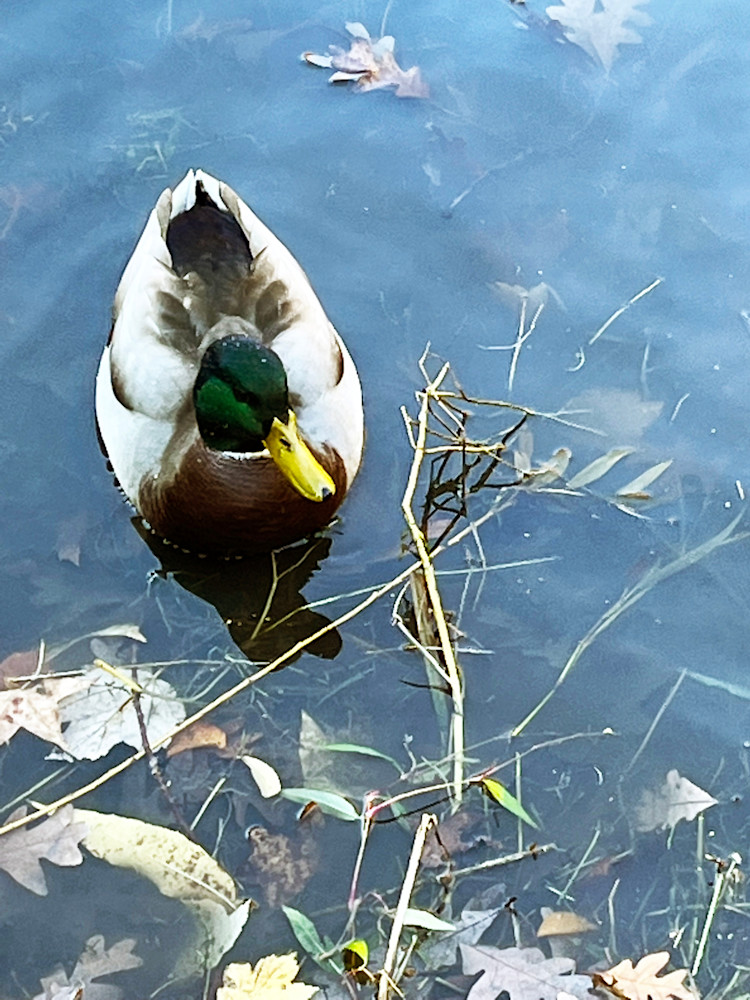 Mallard Duck On Blue Water Art | Nancy's Art