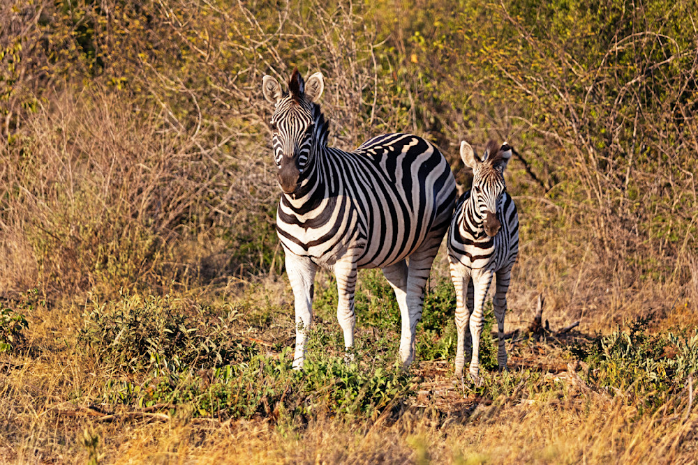 Zebra Mother And Young Photography Art | Kevin Morris Photography USA