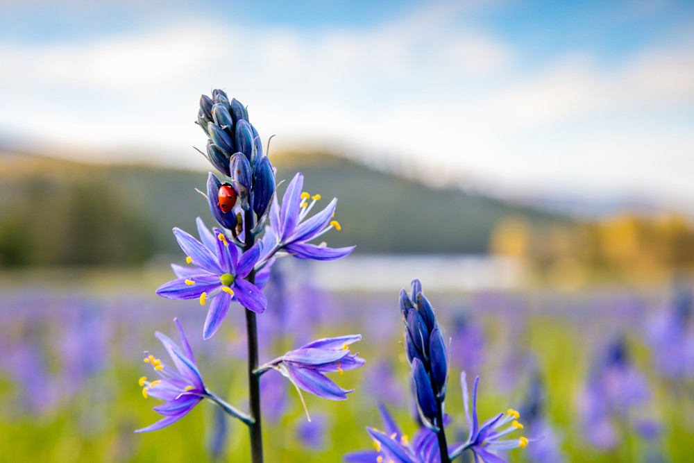 Camas at Sagehen Meadows 6