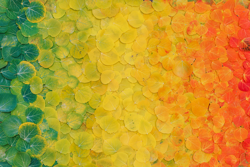 Shades of Fall Shades of Fall