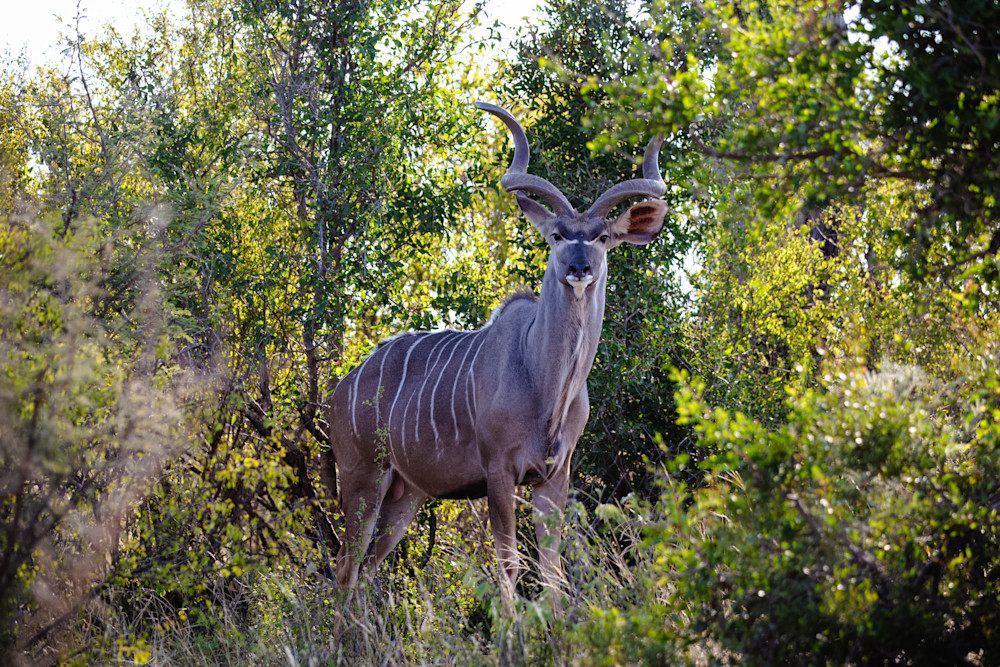 Majestic Kudu Photography Art | Kevin Morris Photography USA