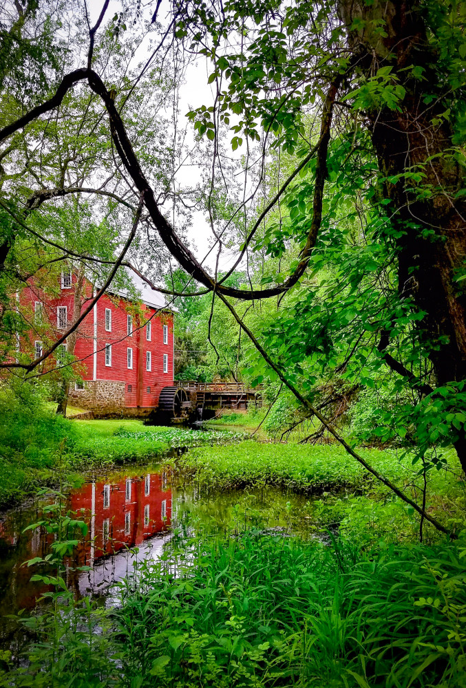 Peering Through Vines at Kirby's Mill