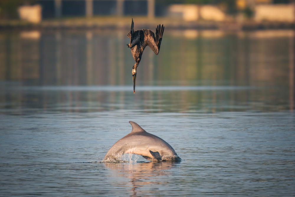 Impossible Shot Art | Birdman Co.