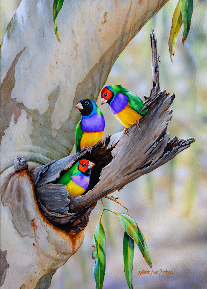 House Hunting - Gouldian Finches Art Print | Colorful Australian Finch Art