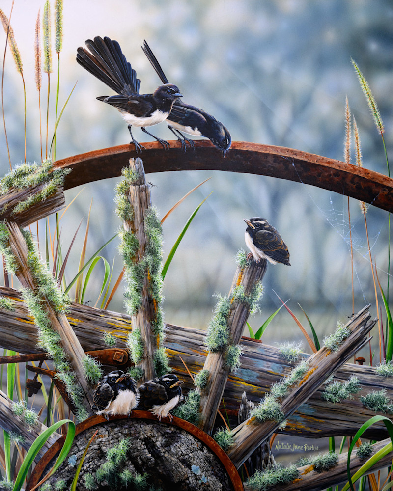 Willie Wagtails (Rhipidura leucophrys) Australian Wildlife Art by Natalie Jane Parker
