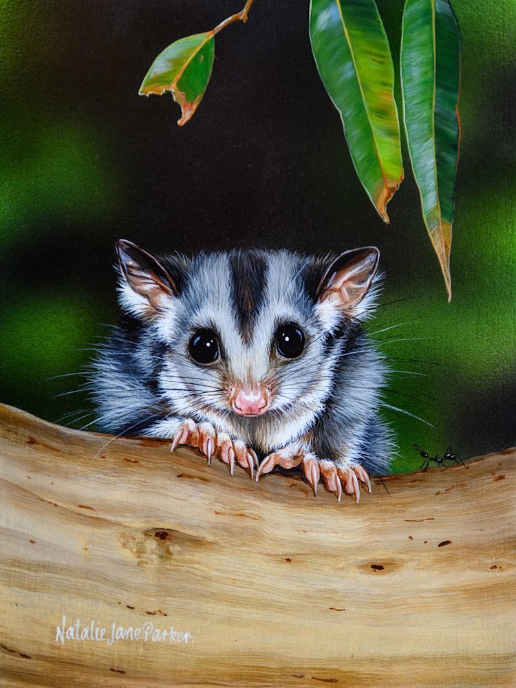 Squirrel Glider (Petaurus norfolcensis) Australian Wildlife Art by Natalie Jane Parker Squirrel Glider (Petaurus norfolcensis) Australian Wildlife Art by Natalie Jane Parker