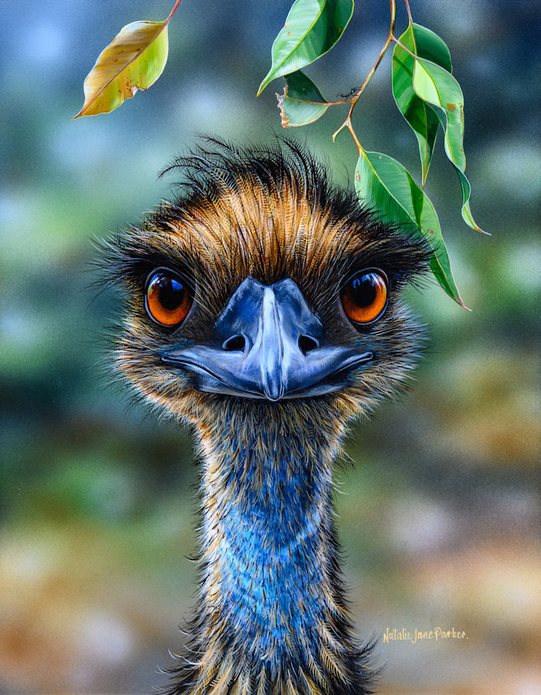 Emu (Dromaius novaehollandiae) Australian Wildlife Art by Natalie Jane Parker
