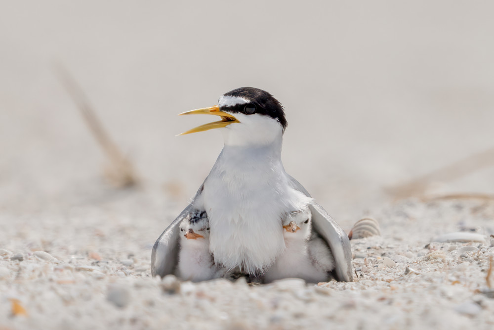 Least Tern With Her Two Chicks Photography Art | Jamey Binneveld Photography