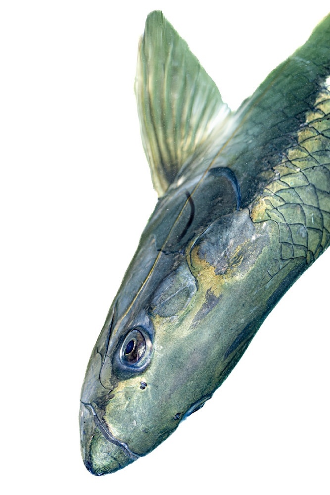 Tarpon Fish | Photos | Dennis Goodman Photography
