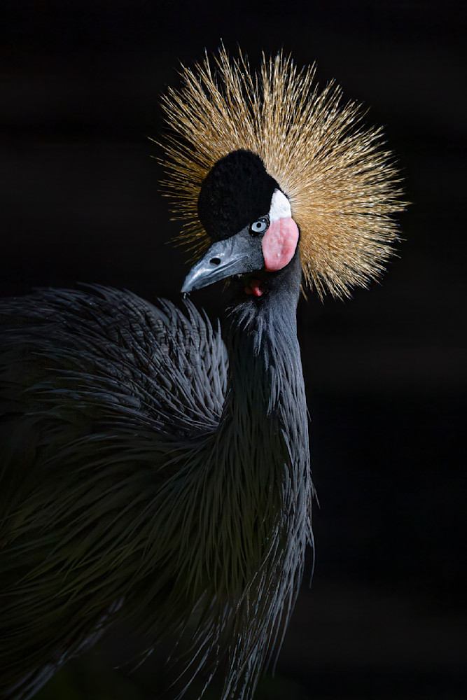 Crowned Crane Birds | Dennis Goodman Photography