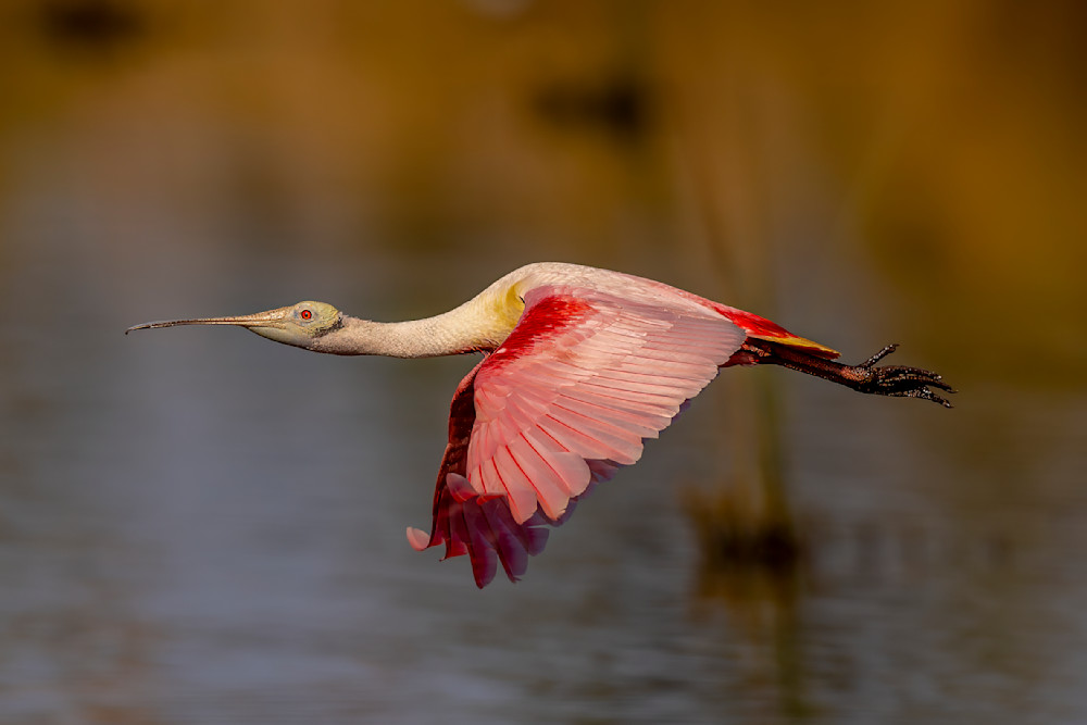 Pink Roseate Spoonbill Birds | Art Photography | Dennis Goodman