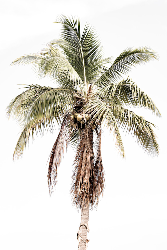 Palm Tree Images | Photos | Pics | Art