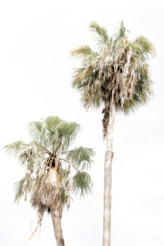 Palm Tree Images | Photos | Pics | Art