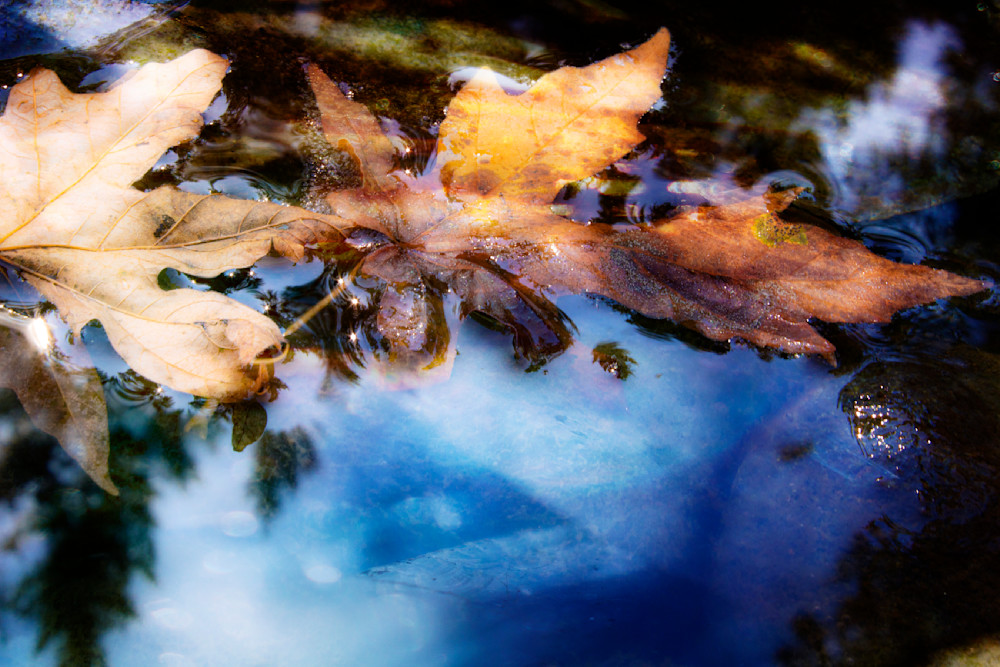 leaf reflections