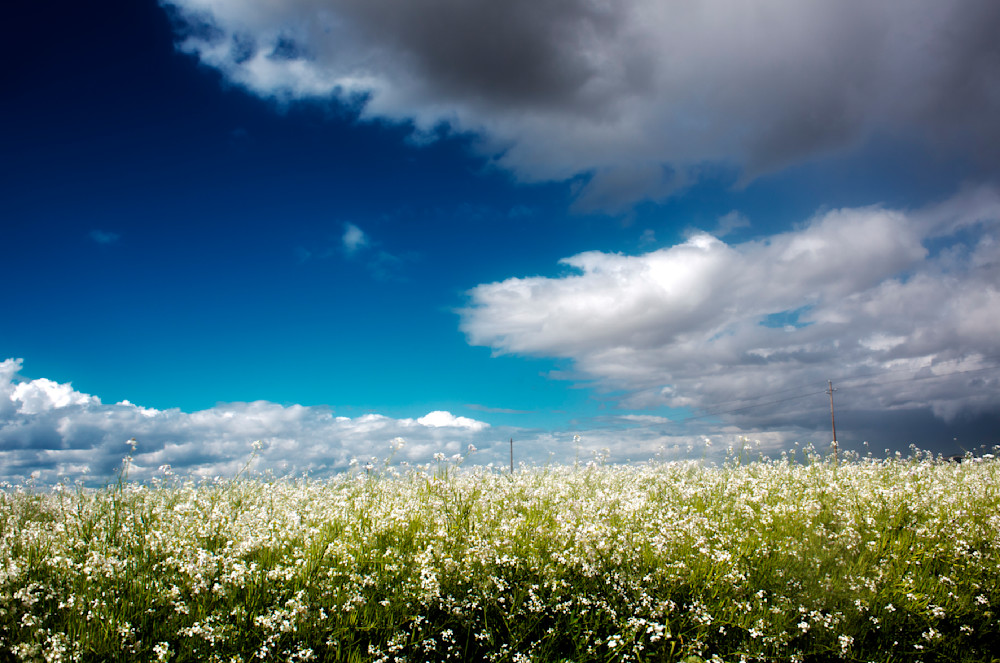 Oregon Field Landscape
