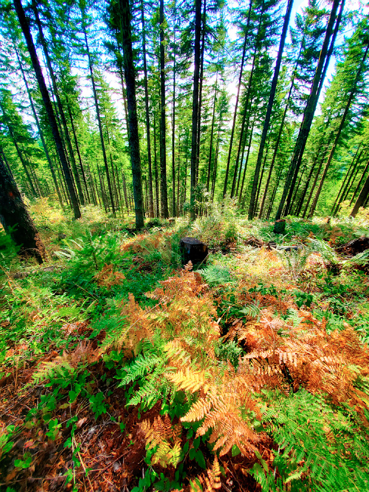 Landscape of Ferns in Oregon