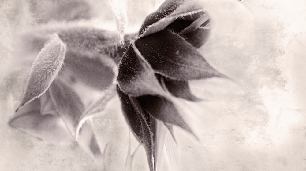 Flower with no petals
