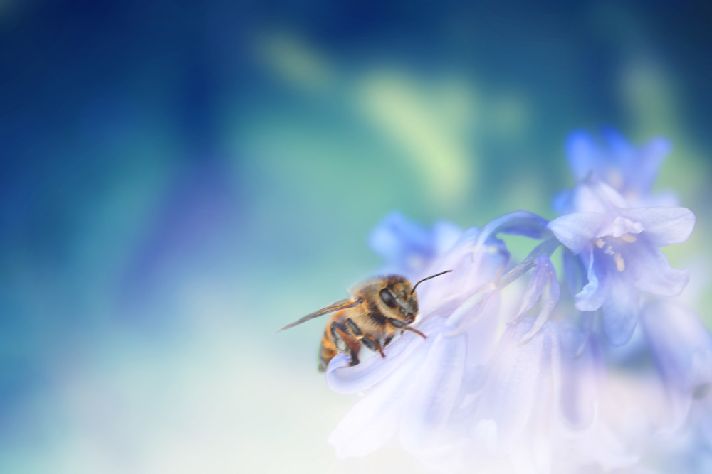 Elegance Of A Honey Bee Photography Art | Janie Lynn Fine Art 