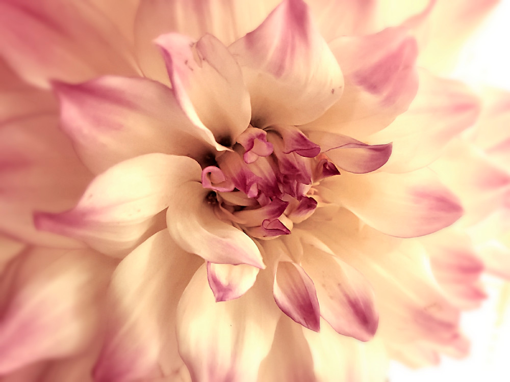 Macro Dahlia Photograph