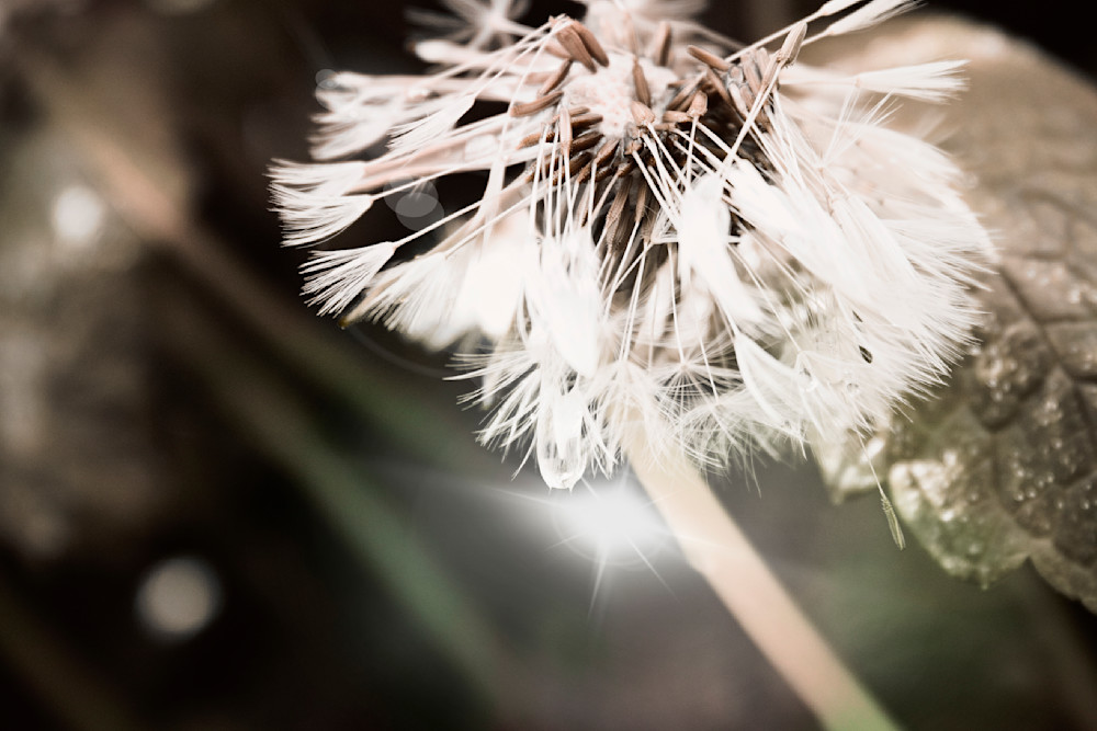 Dandelion photograph 
