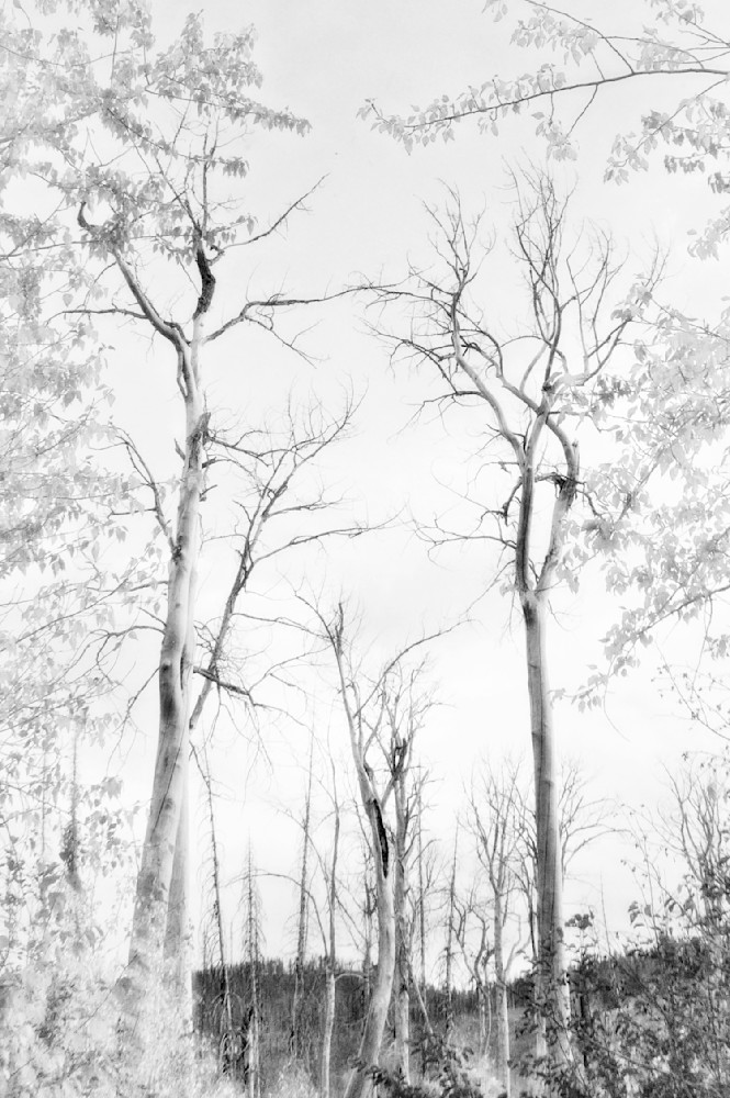 Aspen Trees in Black and White