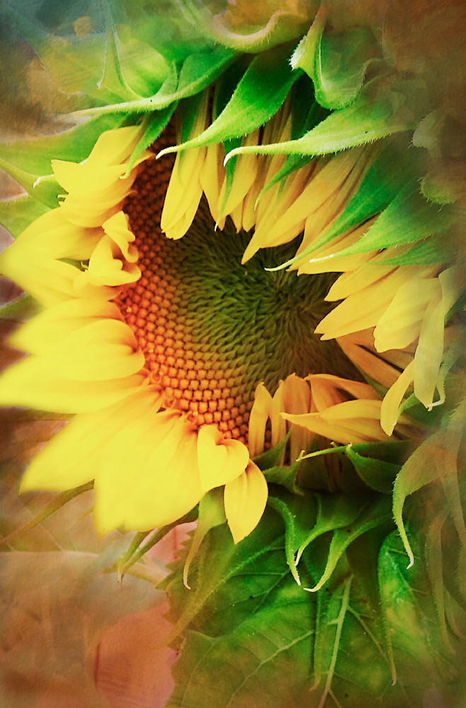 Artwork for the song " You Are My Sunshine"