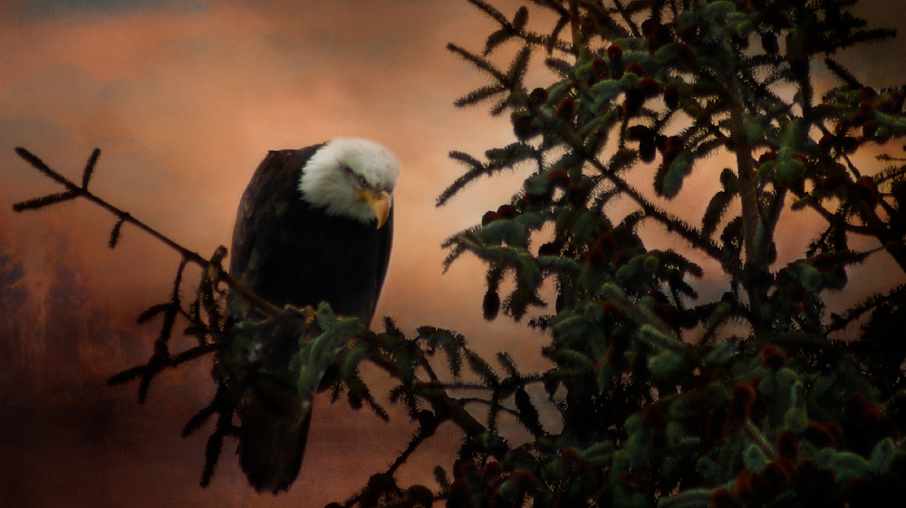An Eagle Stalking Photograph and Art Work