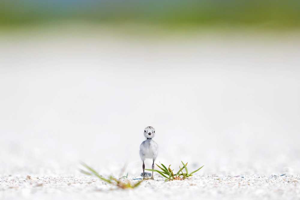 Little Chick Big World Photography Art | Jamey Binneveld Photography
