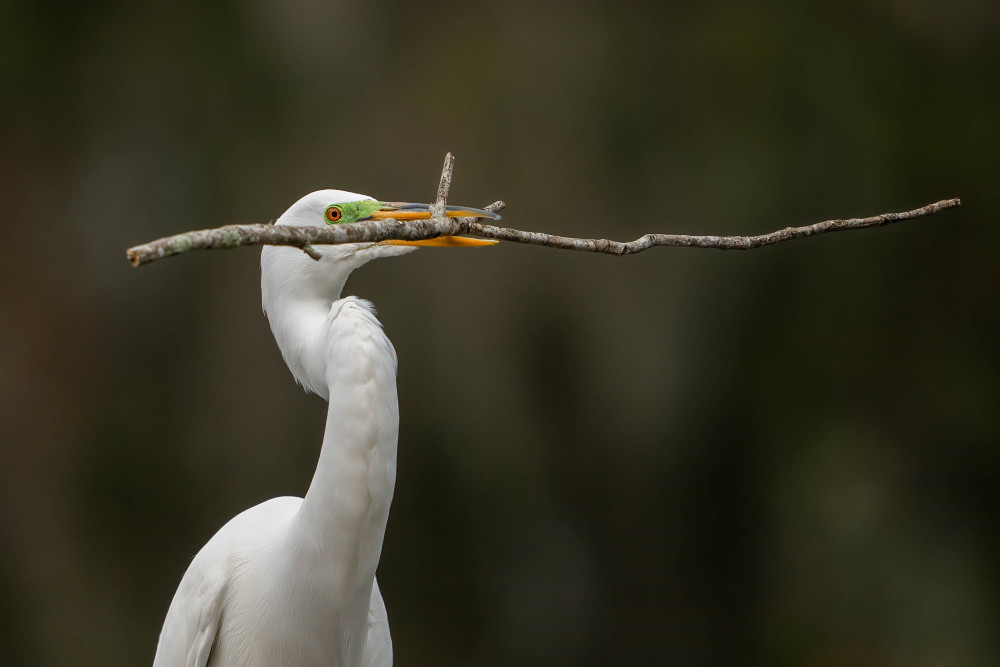 Great Egret With A Stick Photography Art | Jamey Binneveld Photography