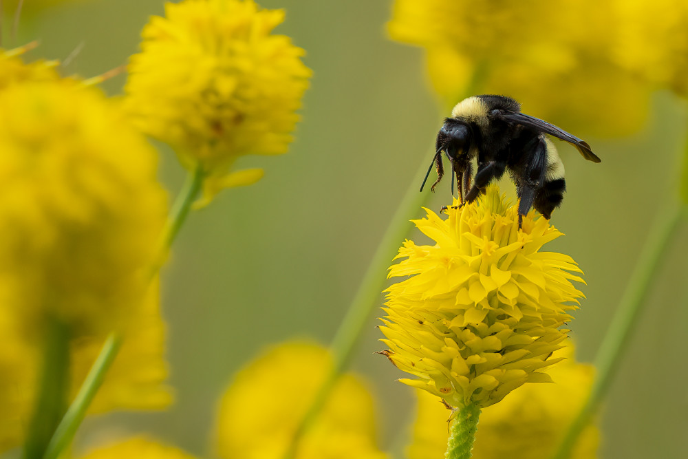 Bumblebee On Yellow Milkwort Photography Art | Jamey Binneveld Photography