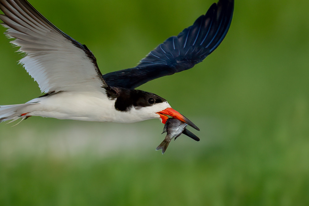 Black Skimmer With A Fish Photography Art | Jamey Binneveld Photography