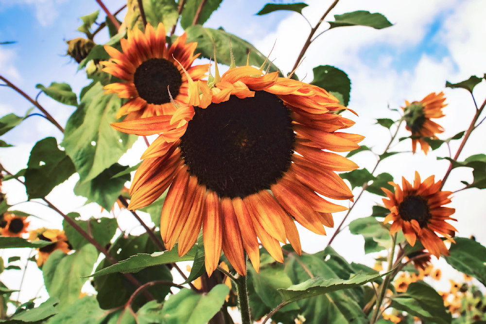 Sunflower Field