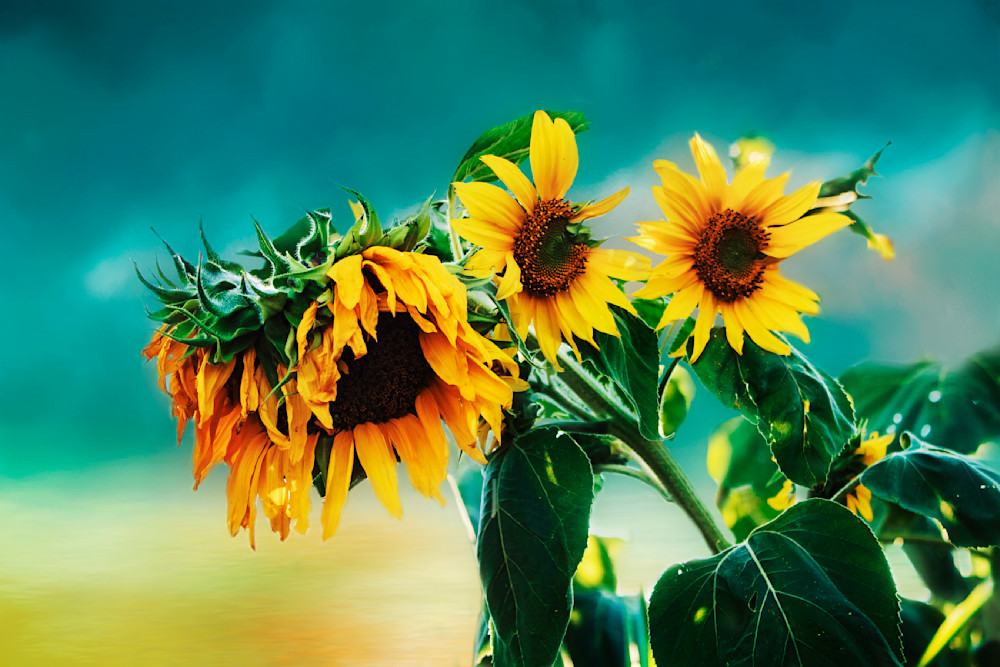 Sunflower Life Photography Art | Janie Lynn Fine Art 