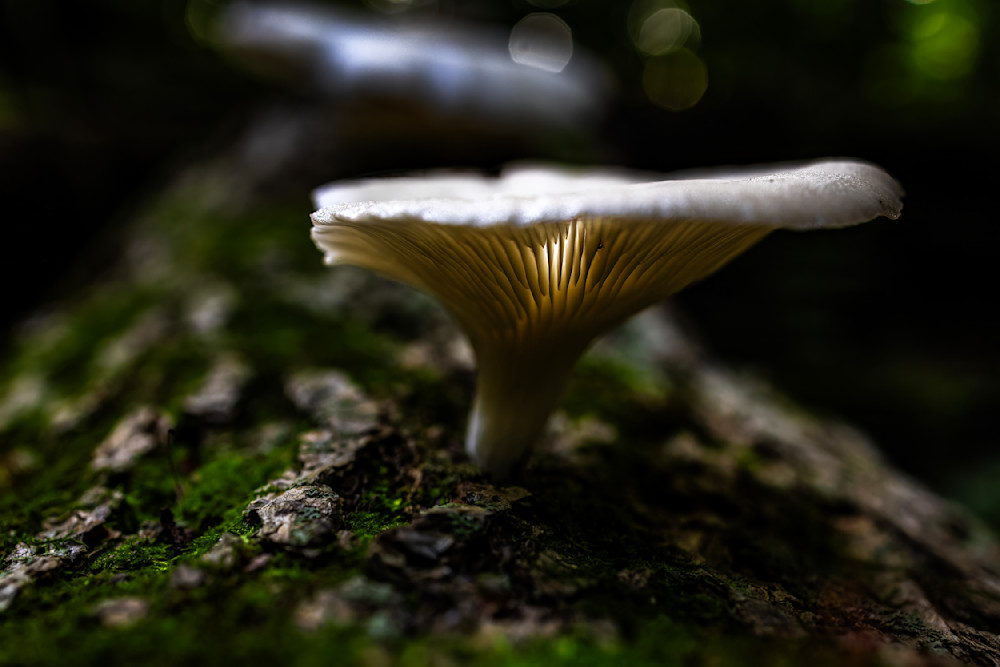 Glowing Forest Elegance Photography Art | Kevin Morris Photography USA